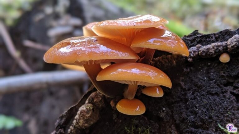 Flammulina velutipes, The Velvet Foot or Enoki