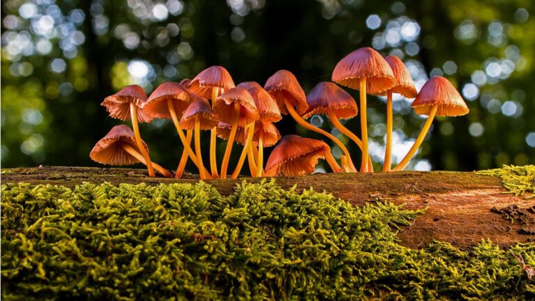 🍄 10 Crazy Mushroom Facts You (Probably) Didn’t Know